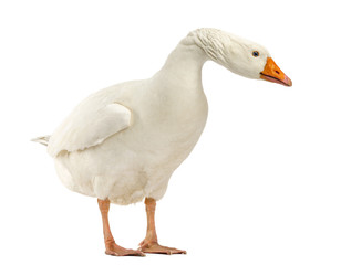 Domestic goose, Anser anser domesticus, standing
