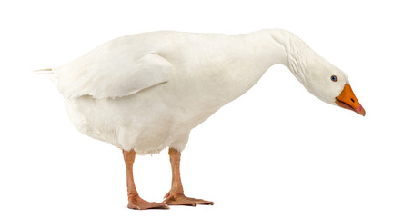 Domestic goose, Anser anser domesticus, looking down