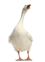 Domestic goose, Anser anser domesticus, standing and looking up