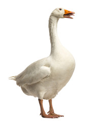 Domestic goose, Anser anser domesticus, standing and clucking