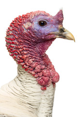 Close-up of a Turkey, Meleagris gallopavo, isolated on white