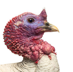 Close-up of a Turkey, Meleagris gallopavo, isolated on white © Eric Isselée