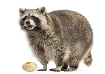 Racoon, Procyon Iotor,  standing, eating an egg, isolated