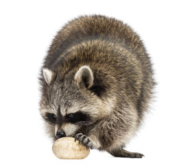 Fototapeta premium Racoon, Procyon Iotor, standing, eating an egg, isolated