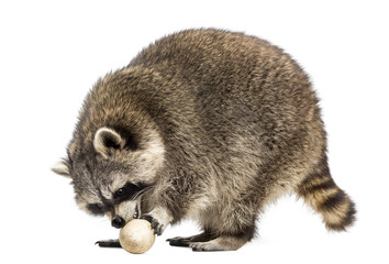 Racoon, Procyon Iotor,  standing, eating an egg, isolated