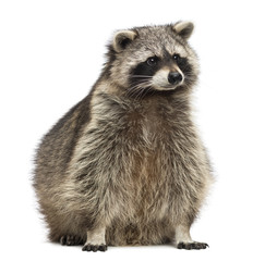 Racoon, Procyon Iotor, sitting, isolated on white