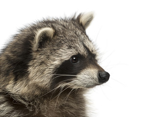 Close-up of a racoon, Procyon Iotor, isolated on white