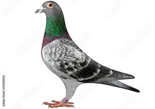 White pigeon image