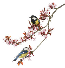 Naklejka premium Great Tit and Blue Tit perched on a blossoming branch, isolated
