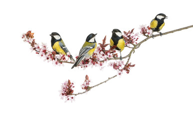Fototapeta premium Group of Male great tits, Parus major, isolated