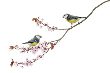 Naklejka premium Two Blue Tits whistling on a flowering branch, isolated