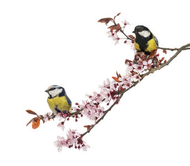 Naklejka premium Great Tit and Blue Tit perched on a blossoming branch, isolated