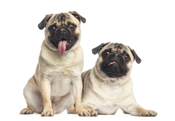 Two pugs sticking the tongue out, isolated on white