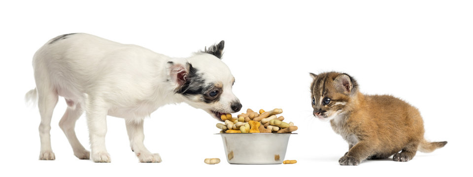 Chihuahua puppy eating from a bowl and Asian golden cat, isolate