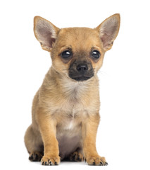Chihuahua puppy sitting, 4 months old, isolated on white