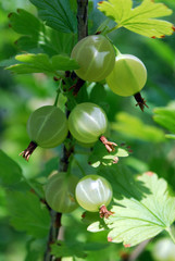 Branch with ripe berries gooseberry