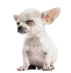 Chihuahua puppy sitting eyes closed, 4 months, isolated on white