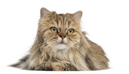 British Longhair lying, isolated on white