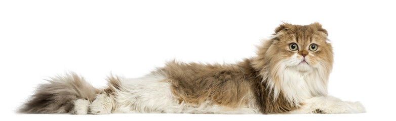 Highland Fold lying, isolated on white