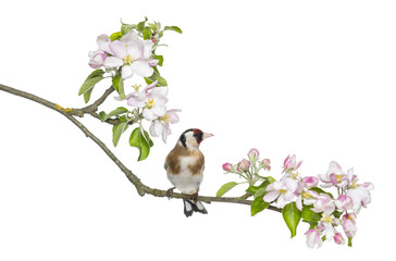 European Goldfinch, carduelis carduelis, perched on a branch