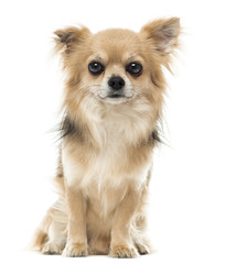 Chihuahua sitting and facing, looking at the camera, isolated on