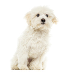 Maltese puppy sitting, 7 months old, isolated on white