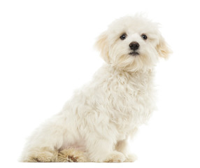 Maltese puppy sitting, 7 months old, isolated on white