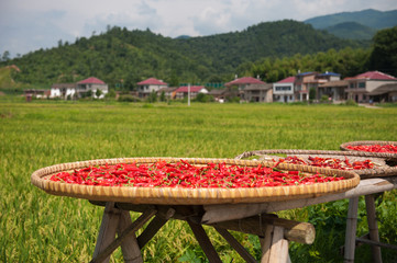 dry red hot peppers in the sun