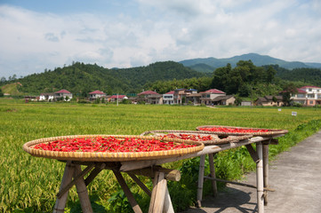 dry red hot peppers in the sun