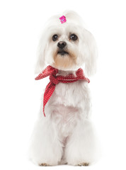 Maltese with a red bow collar, sitting, isolated on white