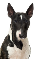 Close up of a Bull Terrier Miniature, isolated on white