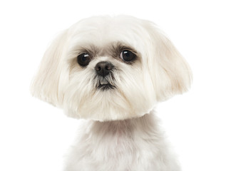 Close up of a Shih Tzu looking at the camera, isolated on white