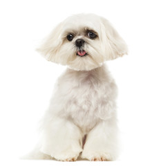 Shih Tzu panting, sitting, isolated on white