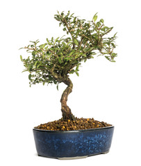 Honeysuckle bonsai tree, Lonicera caprifolium, isolated on white