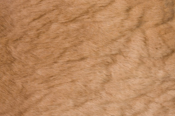 カンガルーの毛皮