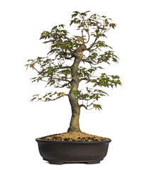 Maple bonsai tree, isolated on white