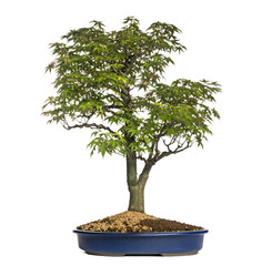 Maple bonsai tree, isolated on white