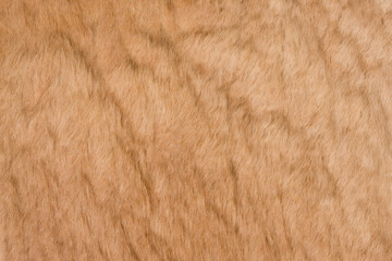 カンガルーの毛皮