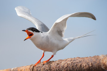 Black-headed Gull