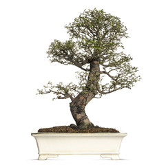 Elm bonsai tree, ulmus, isolated on white
