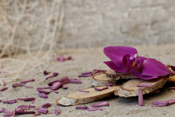 Orchideenblüte auf Holzscheiben