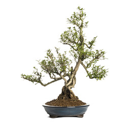 Serissa bonsai tree, Serissa foetida, isolated on white