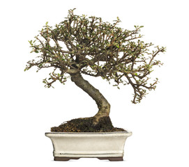 Cotoneaster bonsai tree, isolated on white