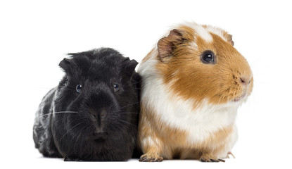 Two Guinea pigs next to each other, isolated on white