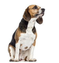 Beagle sitting, looking away, isolated on white