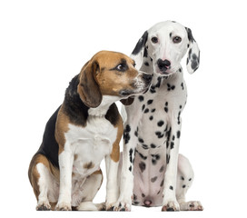 Beagle and Dalmatian sitting, isolated on white - obrazy, fototapety, plakaty