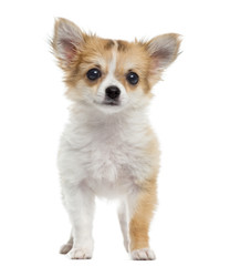 Chihuahua puppy standing, looking at the camera, isolated on whi