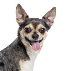 Close up of a Chihuahua sticking the tongue out, isolated on whi