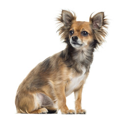 Chihuahua sitting, looking away, isolated on white