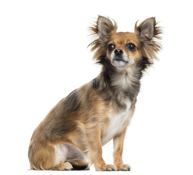 Chihuahua sitting, looking away, isolated on white